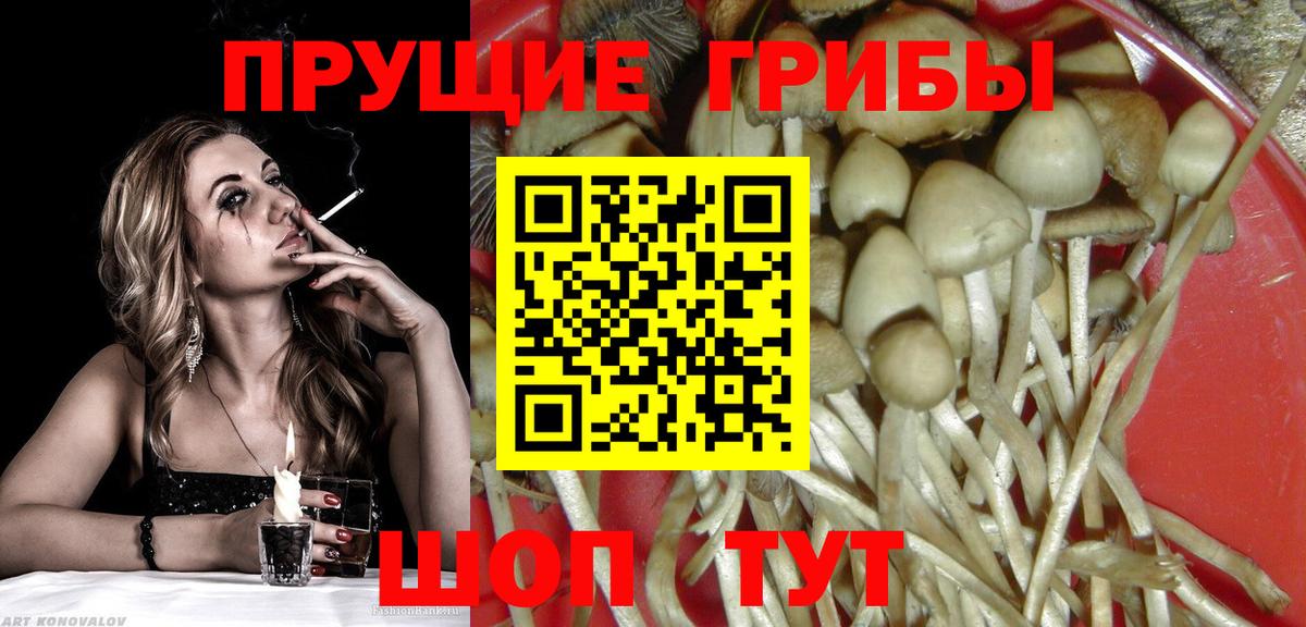 Истра  Псилоцибиновые грибы Psilocybe  Вход с VPN 